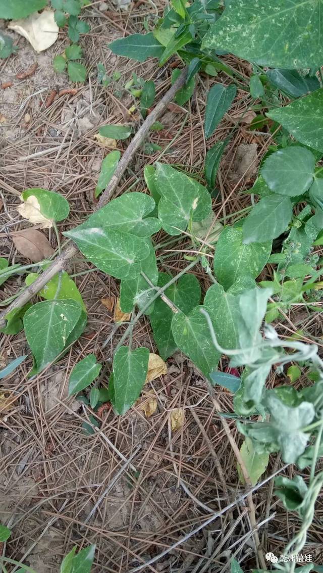 这是一种陕西关中乡下常见的野草,藤蔓类植物,叶片呈心形或卵状心形