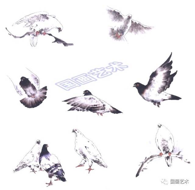 图文教程:中国画技法之写意鸽子