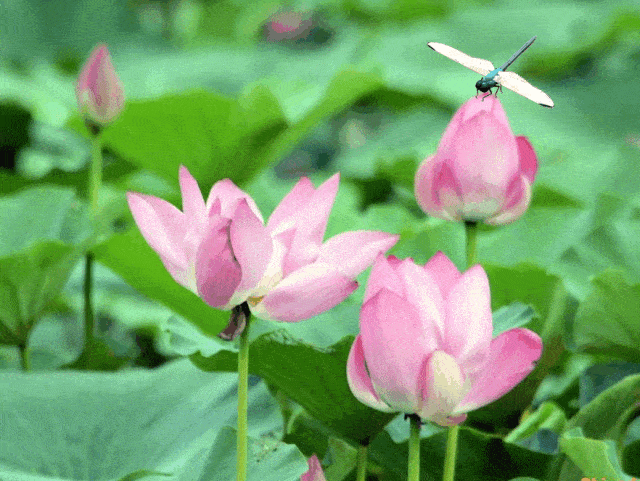 映像青白江 | 夏日胜景,荷花摇曳!青白江赏荷正当时