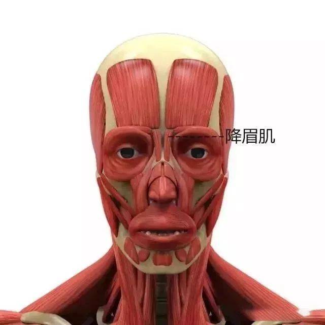 【医学科普】面部表情肌的功能锻炼