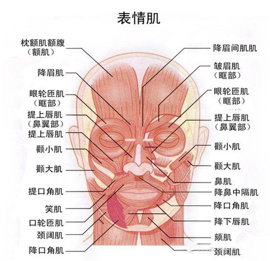 【医学科普】面部表情肌的功能锻炼