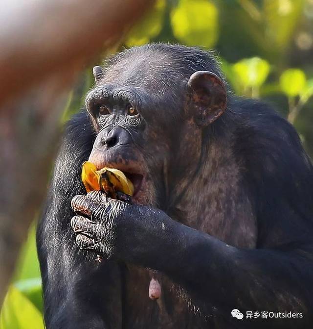 为什么动物只交配,人类却要结婚?