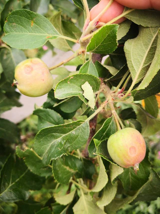 蚂蚁新村今日答案 白蜡树