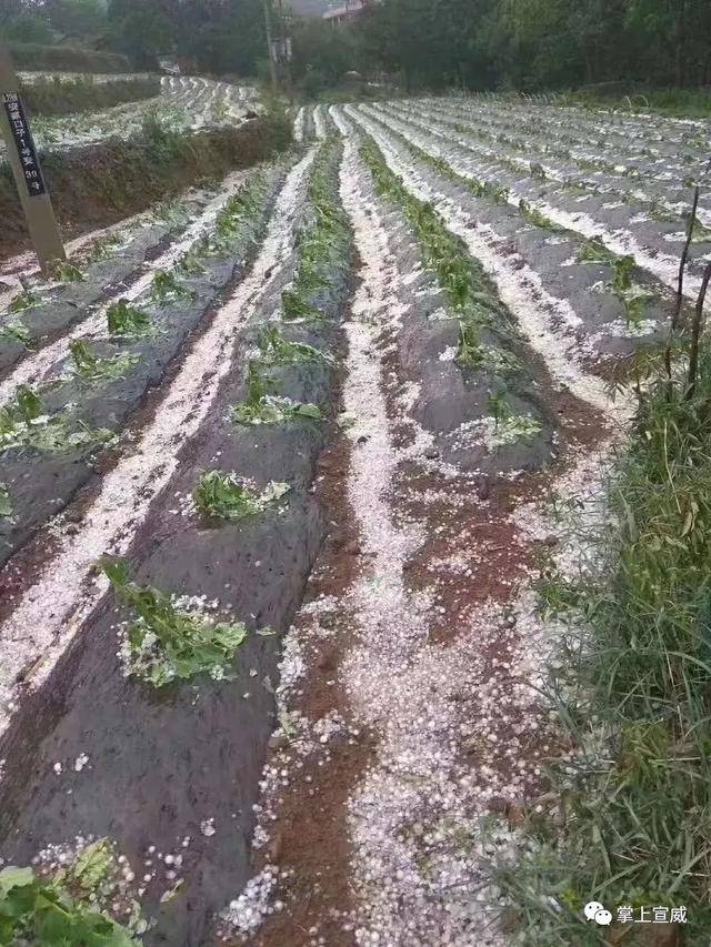 特大冰雹来袭!云南这两个地方被砸惨,大树折断农作物惨不忍睹