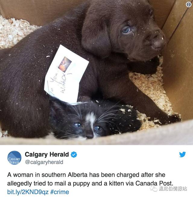 加拿大女子邮寄宠物,狗头上贴张邮票就塞