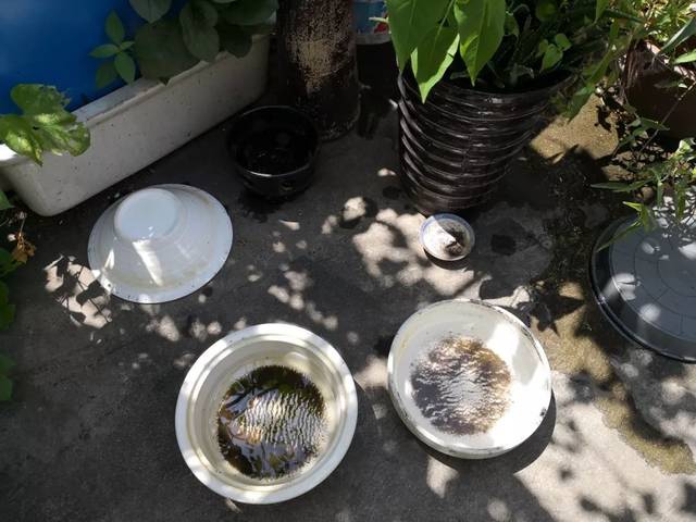 水不要倒进下水道,以免将蚊幼虫或卵粒倒入下水道,应该直接将水倒于