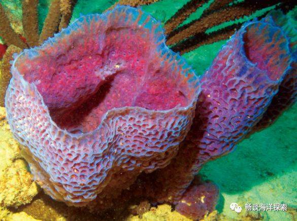 了解海洋生物的知识 fdeecb1826d144ea80bbcc187cf716d0.jpeg