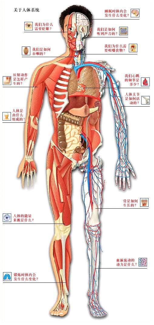 史上最全的人体(组织器官)全图