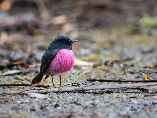 粉红鸲鹟(petroica rodinogaster)是一种原产于澳大利亚东南部的小雀