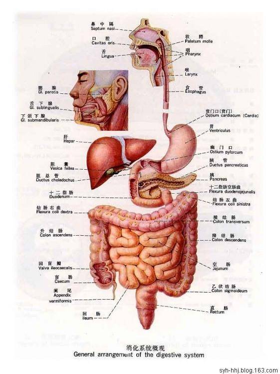 史上最全的人体(组织器官)全图