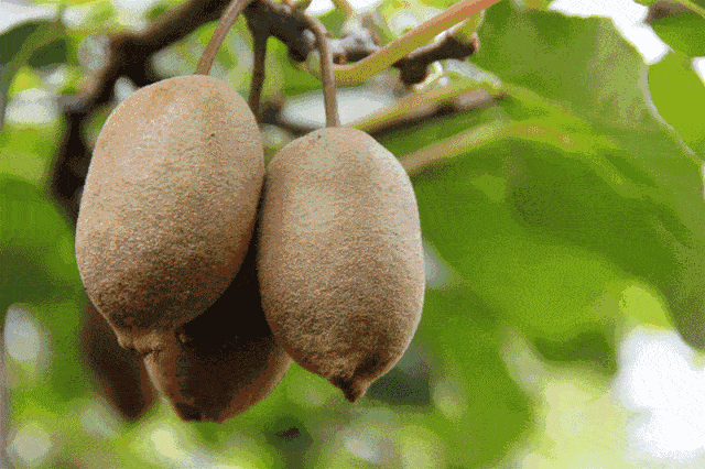 收好这份铜山水果采摘指南,边采边吃,甜爆夏天!