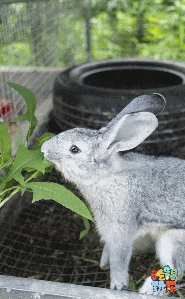 640_1033 竖版 竖屏