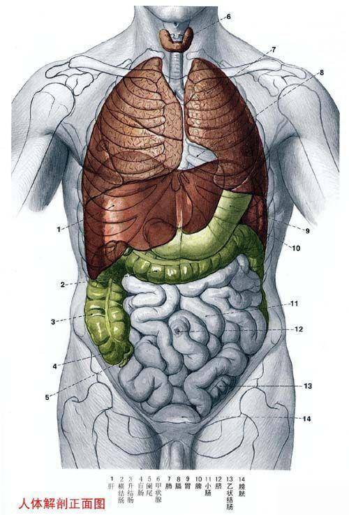 史上最全的人体(组织器官)全图