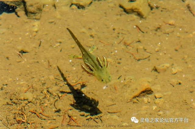 东部虎纹蝾螈 虎纹钝口螈