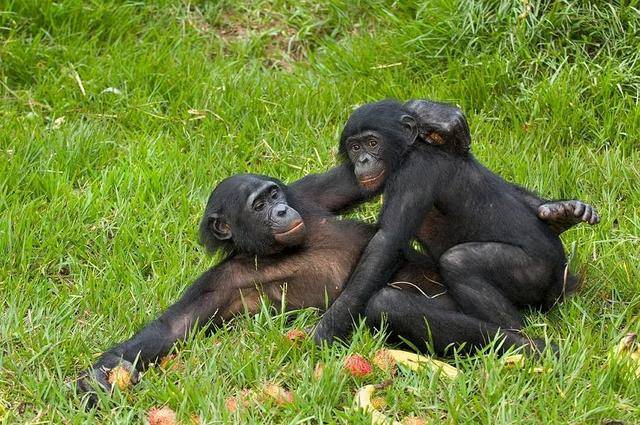 最淫荡的动物也许当属倭黑猩猩,这种体型较小的灵长类动物对于性行为