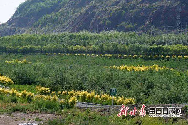 「甘肃生态环保行」400亩水源涵养林带为兰州市饮用水水源地筑起绿色