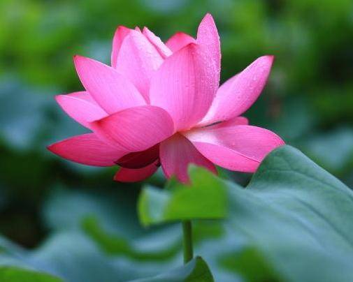 天仙配的生肖情侣,婚前甜蜜,婚后恩爱,白头携手