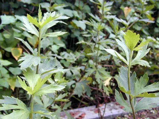 相关名 乌头,附片,盐附子,黑附子(黑顺片).