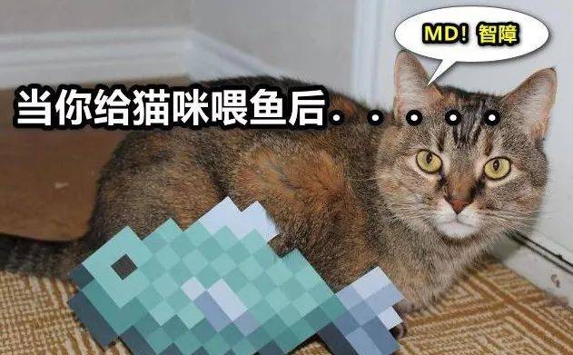用mc的方式喂猫