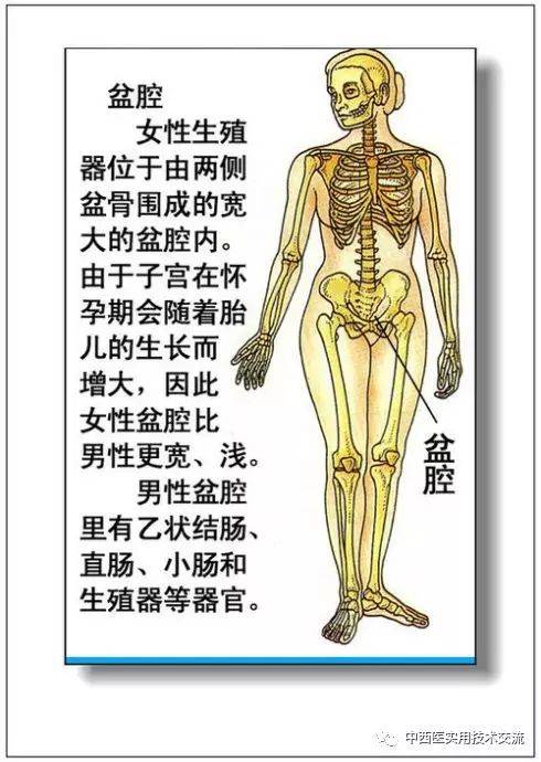 人体各部位,各器官的作用及病理分析(77张图文)