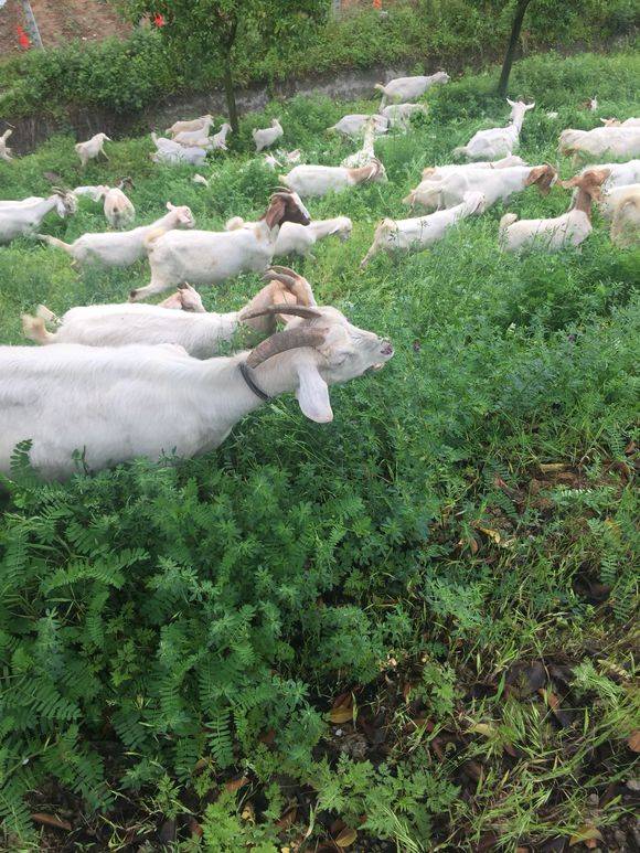 在农村养羊怎么样养得好,山羊饲养周期