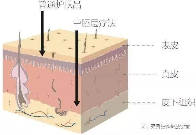 中胚层皮肤护理!肉眼可见的青春续命神器