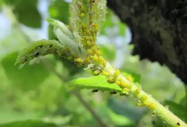 苹果虫害高清图谱及防治方案,囊括了大部分虫害,果农有福了