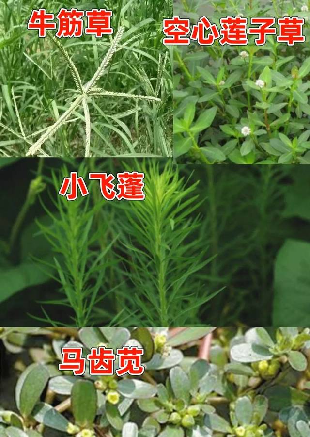 目前,已知种植户反映的草铵膦抗性杂草有 高抗性牛筋草,高抗性小飞蓬