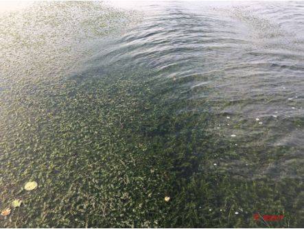 你的水草是不是又飘了?怎么防止虾塘蟹塘漂草?