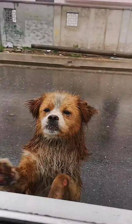 得知好心人要走,流浪狗站在雨中送行,看到狗狗的眼神众人红了眼