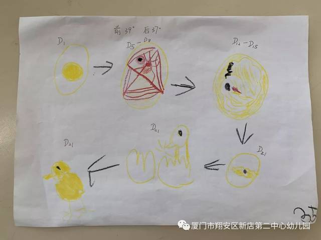 探索生命之旅 ——大三班蛋宝宝孵化记分享
