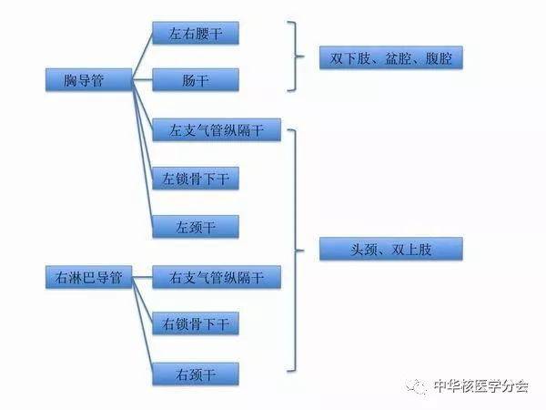 全身的淋巴管汇聚成九条淋巴干(图2),腰干,肠干汇合为乳糜池,向上进入