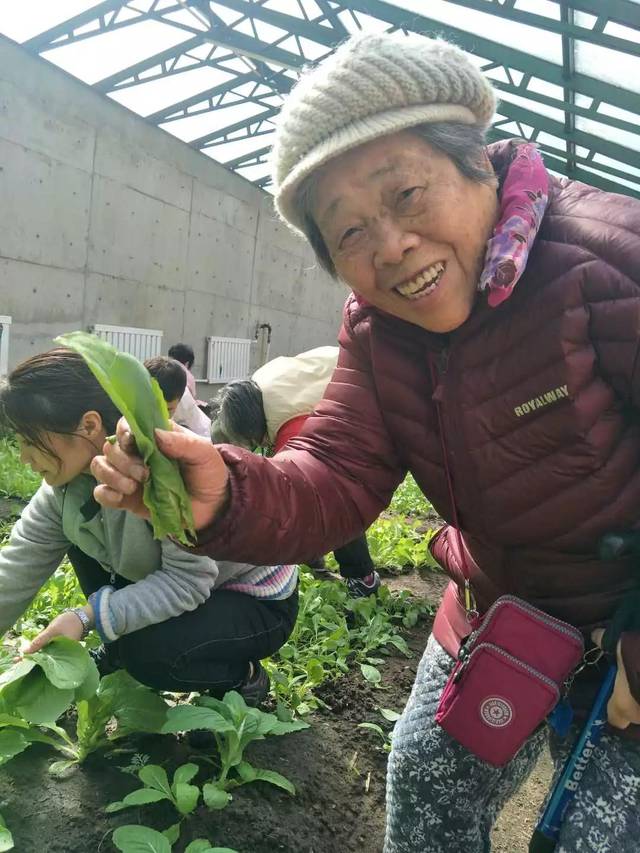 养老院自己种菜?绿色蔬菜种植园让长者收获快乐与健康