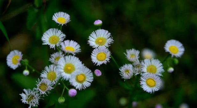 苔花如米小,也学牡丹开