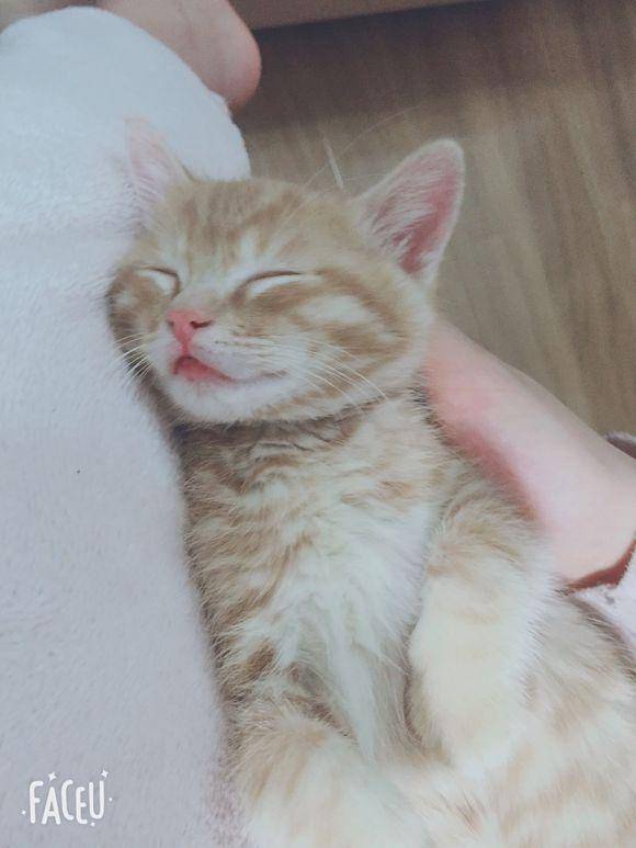 女孩求助如何训猫,网友纷纷出招,最后这位厉害