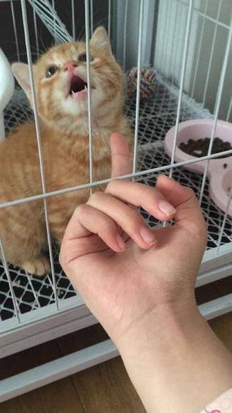 女孩求助如何训猫,网友纷纷出招,最后这位厉害