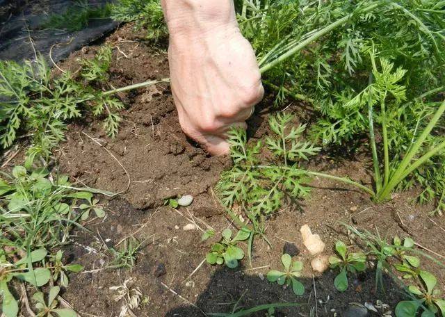 胡萝卜种植技巧,小白也能种出自已喜欢的蔬菜,而且绿色无公害
