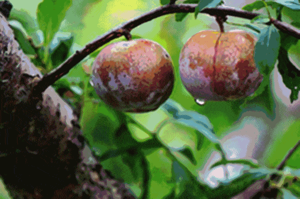 壁纸 矢量 水果 小果 植物 600_398 gif 动态图 动图