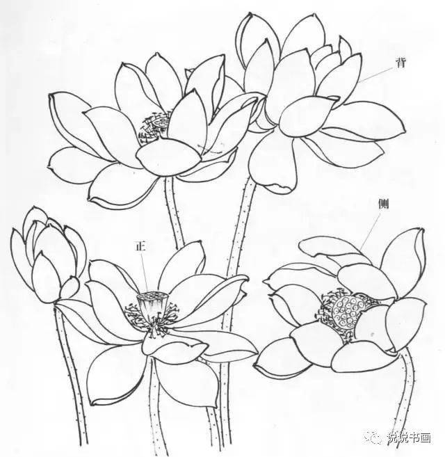炎炎夏日,我们一起来画荷花吧~超详细教程