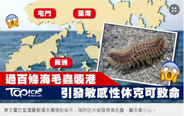 香港海滩惊现这种虫子,严重会导致休克!