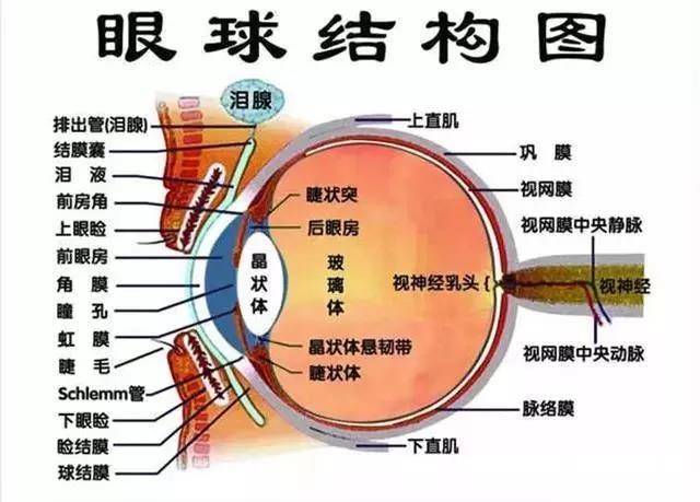 眼球的基本结构
