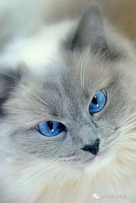唯美动人的眼睛:猫咪的眼睛里有星辰大海