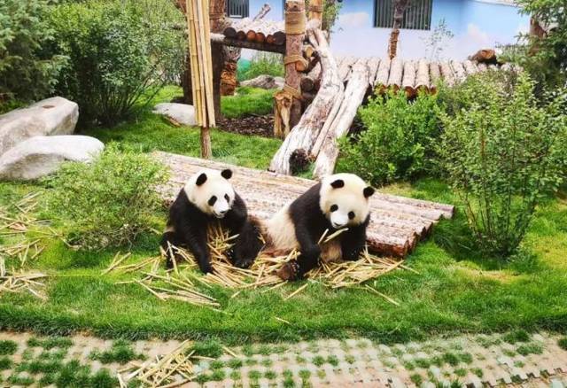 拟定西宁熊猫馆门票价格为25元/人次 西宁野生动物园和熊猫馆门票联票
