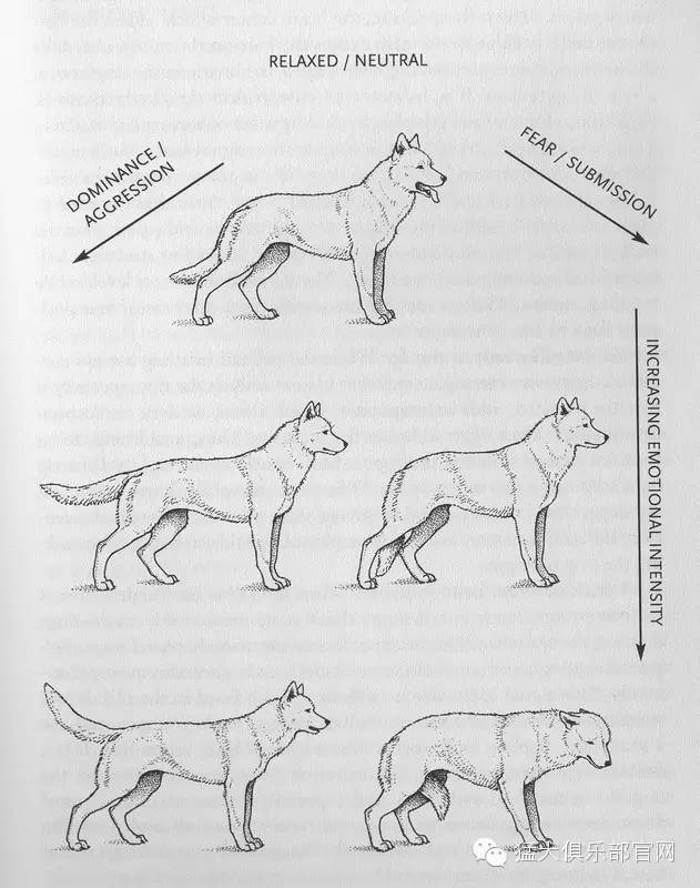 掌握狗的语言交流(养狗必看)
