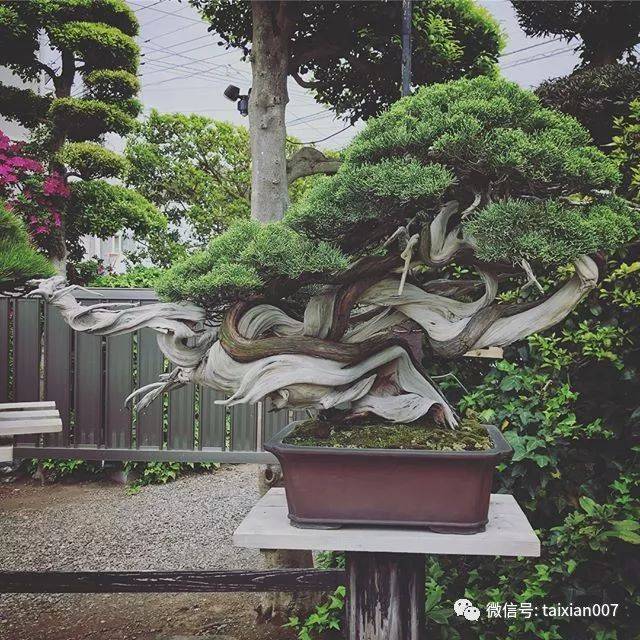 世界盆景大师木村正彦的盆景集