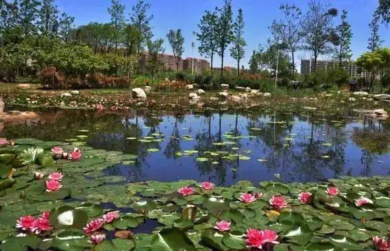郑州周边的这七大湿地公园 ,周末赶紧去撒撒欢吧!