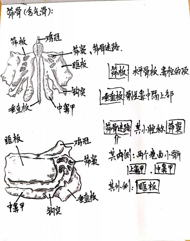 系统解剖学