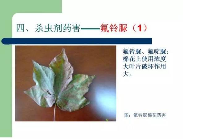 虫螨腈出事了!这家农药店赔了2.4万,还需要警惕这些农药!