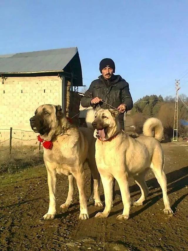 坎高是土耳其国宝级猛犬,它身材高大,性格凶猛,极具震撼力,坎高犬