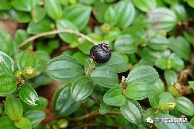 界 门 被子植物门 纲 双子叶植物纲 亚纲 原始花被亚纲 目 桃金娘目